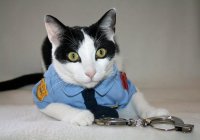 Кот полицейский