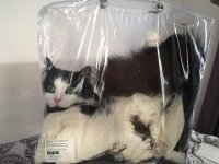 Кот в мешке