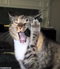 Кот звонит по телефону