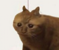Кот