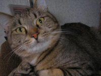 Котэ