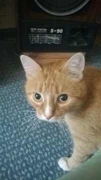 Котэ