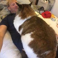 Котэ