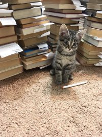 Котенок с книгами
