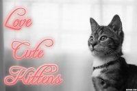 LOVE CUTE KITTENS