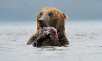 Мишка и лосось