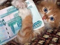 Money cat