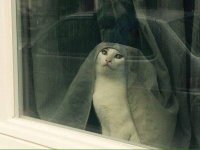Невеста для котэ