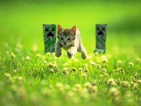 Счастливый кот и криперы