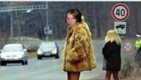 Собака