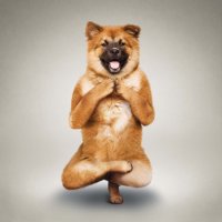 Who is a yoga expert