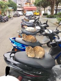 Земные котобайкеры