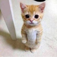 Жалобный кот