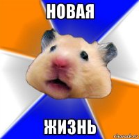 новая жизнь