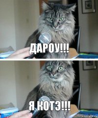 дароу!!! я котэ!!!