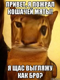 привет, я пожрал кошачей мяты! я щас выгляжу как бро?