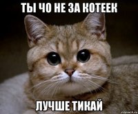 ты чо не за котеек лучше тикай