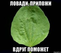 ловади, приложи вдруг поможет