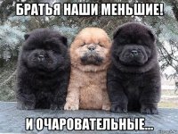 братья наши меньшие! и очаровательные...