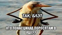  хто понасцикав поросятам в уші??