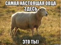 самая настоящая овца здесь это ты)