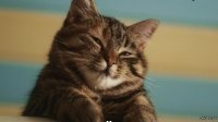 Что за жизнь без кота