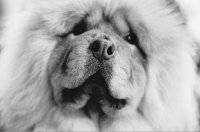 Georgia OKeeffes Chow Chows