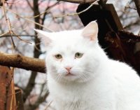 Грусный кот