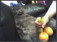Катейка ахуел
