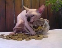 Кощей XXI века