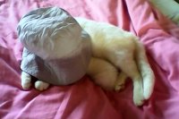 Кошке Белке все равно