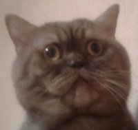 Кот Феля