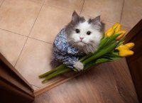 Кот с цветами 8 марта