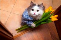 Кот с цветами