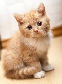 Котенок