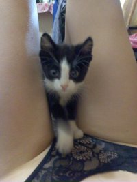 Котик