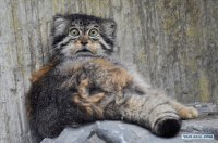Manul