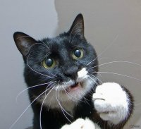 Мемик котик
