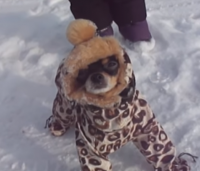 Мой хозяин идиот