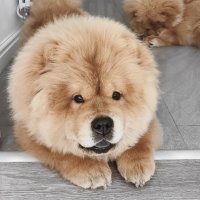 My chow chip cookie