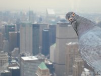 Nyc bird