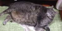 Перестаравшийся котик