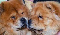 Разговорчики на диванчике
