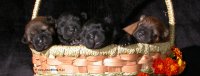Rough And Smooth Chow Puppies