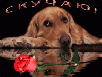 Собака