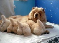 Собаки которые гордятся своим потомством