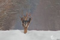 Трёхглавый олень