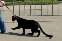 Всего лишь кошка