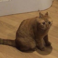 Всратый кот