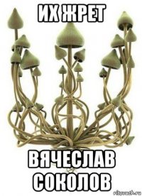 их жрет вячеслав соколов